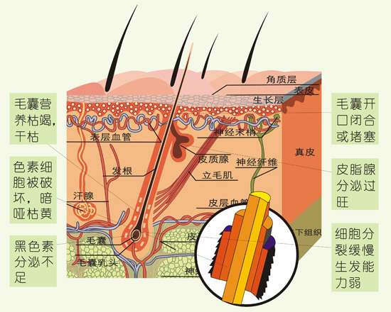 我们知道,毛囊是毛发生长的主要机构,是由多种细胞组织组成.